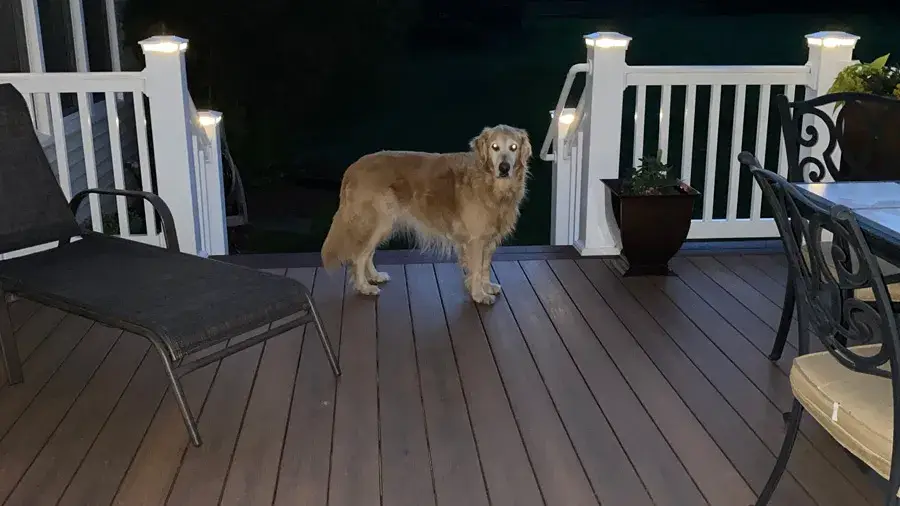 Deck Lighting for Pets