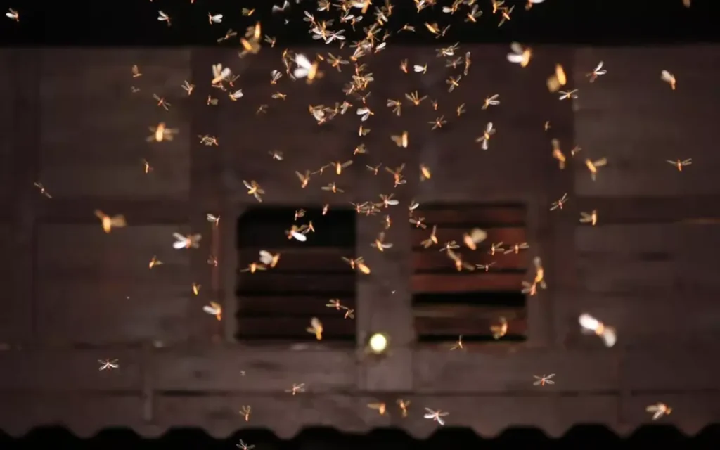 lights attract bugs
